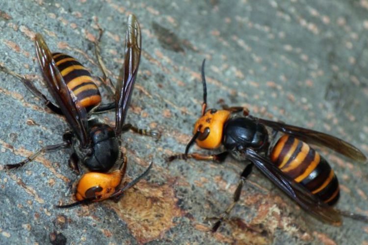Lebah Raksasa Asia, Predator Rakus Pembantai Lebah Madu