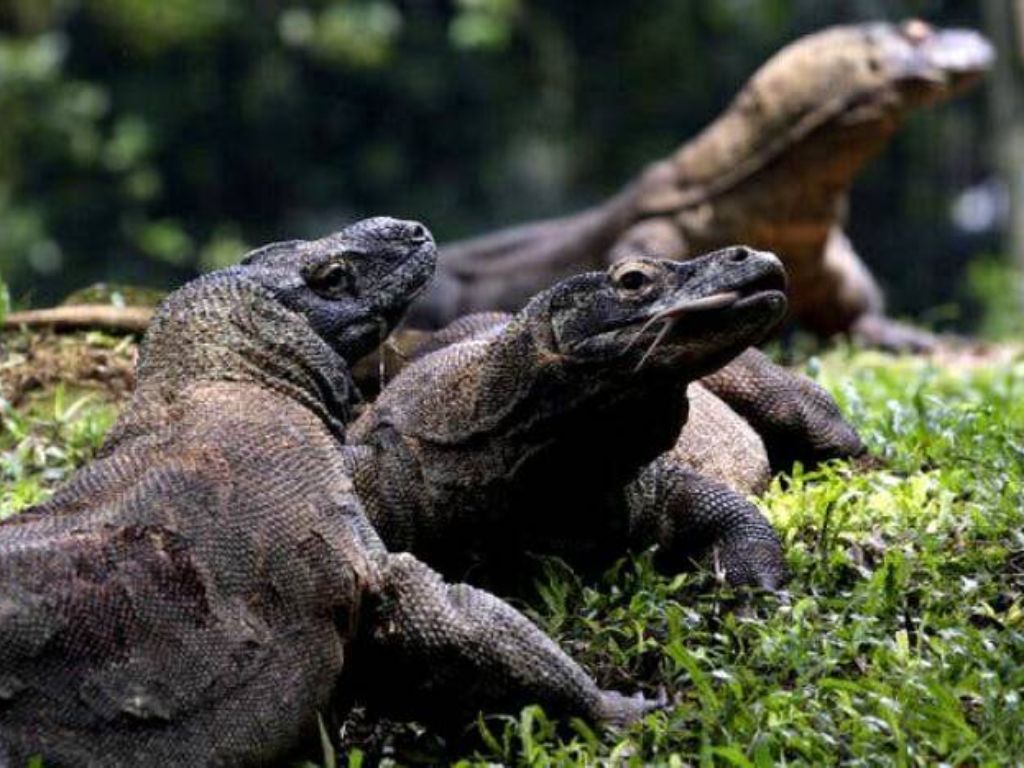 5 Fakta Komodo yang Jarang Diketahui