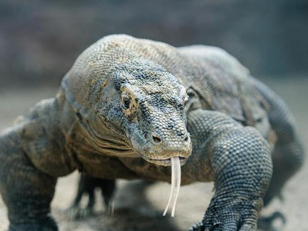 7 Fakta Menarik tentang Komodo : Dari Mulut Bakteri hingga Inspirasi King Kong