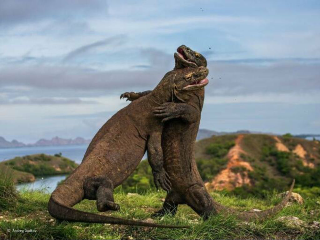 Tak Hanya Komodo, 5 Biawak Ini Juga Dilindungi