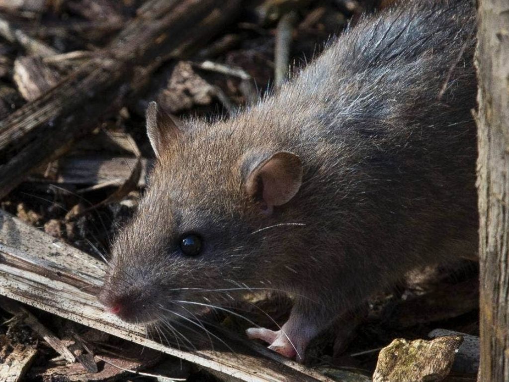 Kenali 3 Jenis Tikus yang Sering Bersarang di Rumah dan Bahayanya