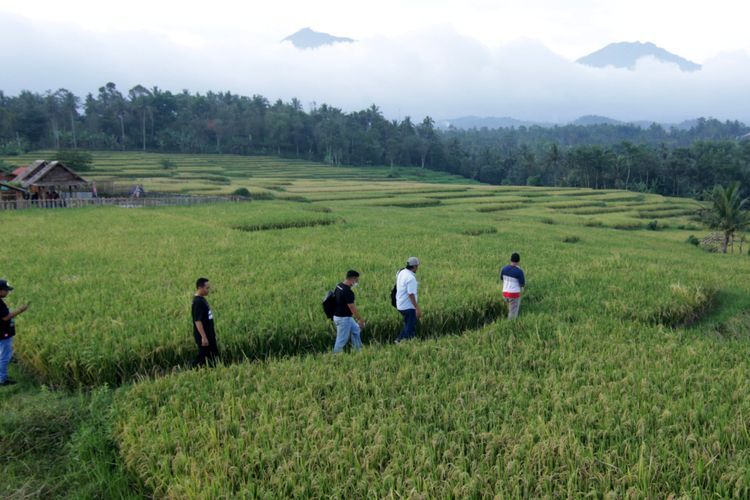 FOTO: Wisata Persawahan Lereng Gunung Ijen