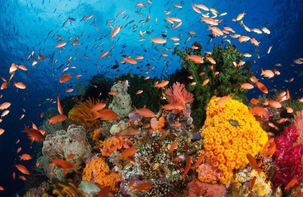 Tips Liburan Murah ke Bunaken ala Backpacker, Seru dan Nggak Bikin Kantong Bolong!