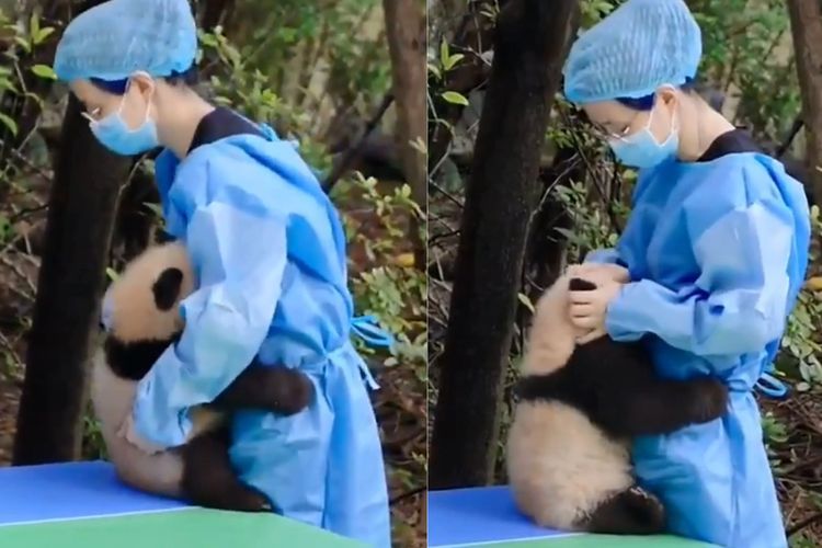 Gemas! Aksi Bayi Panda yang Menangis Usai Terjatuh, Langsung Dipeluk & Dielus Pengasuhnya