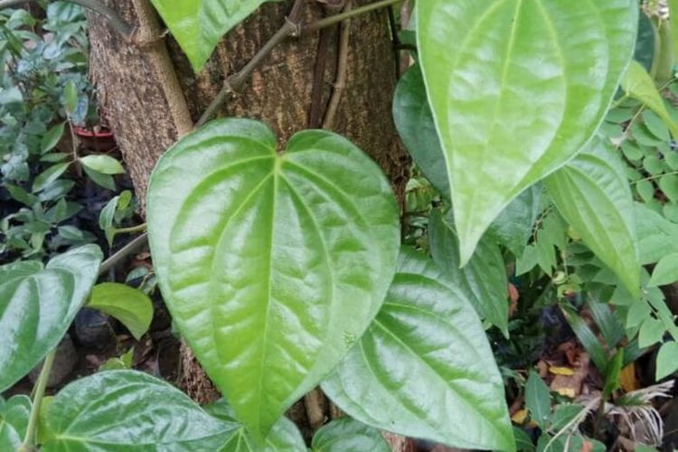 Jangan Coba-coba Bersihkan Mata Dengan Rendaman Air Sirih