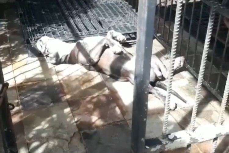 Anjing Vs Ular Kobra di Depok, Anjing Mati dengan Kondisi Badan Kaku