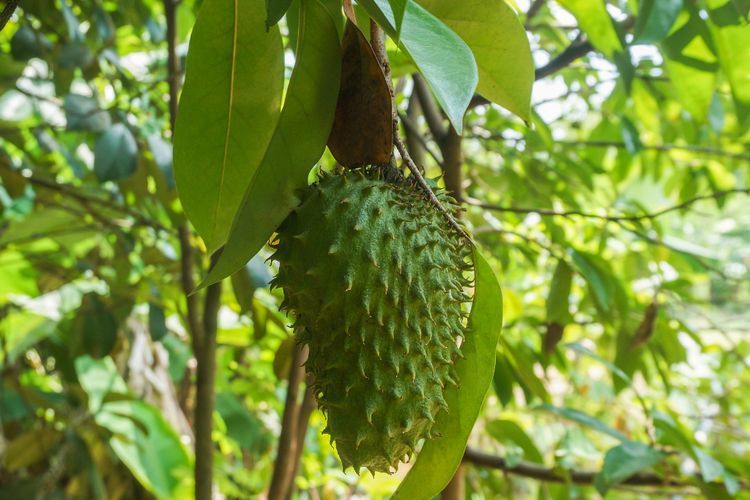4 Manfaat Kesehatan Sirsak