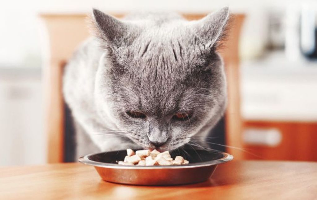 3 Jenis Sayuran yang Disukai Kucing