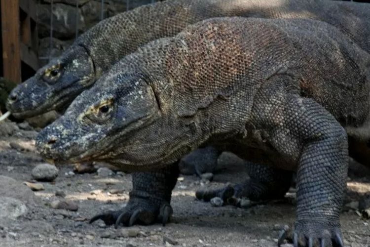 BTN Komodo Tanggung Pengobatan Balita 4,5 Tahun yang Tangannya Putus Digigit Komodo