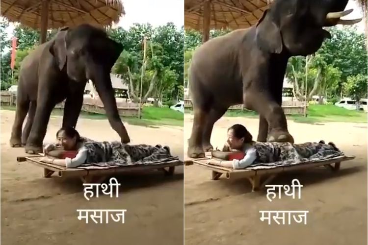 Viral Terapi Pijat Gajah di Thailand, Picu Adrenalin
