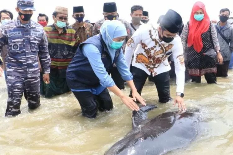 Libatkan Peneliti UNAIR, Pemprov Jatim Selidiki Kematian Paus yang Terdampar di Madura