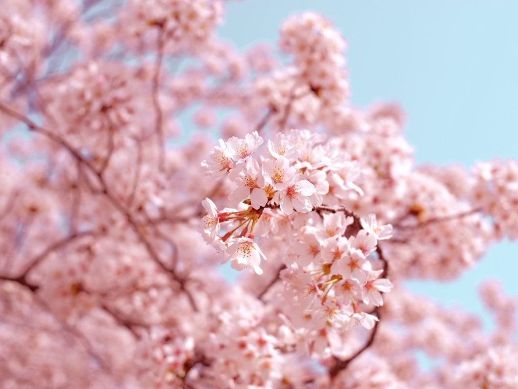 Bunga Sakura Bermekaran di Jepang, Berikut Lokasi yang Bisa Dikunjungi
