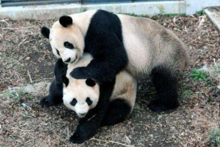 Jomblo Sejak 2017, Panda Jantan di Kebun Binatang Tokyo Tunjukkan Tanda Birahi dan Kawin