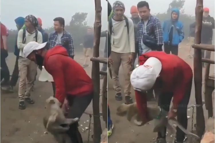 Seolah Ngerti Merek, Monyet Jambret Iphone di Gunung Lawu, Ngotot Tak Mau Mengembalikan