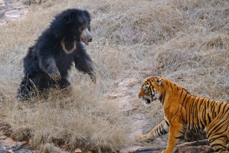 Beruang Ini Tak Sengaja Ganggu Harimau Kawin, Berakhir dengan Pertempuran Sengit