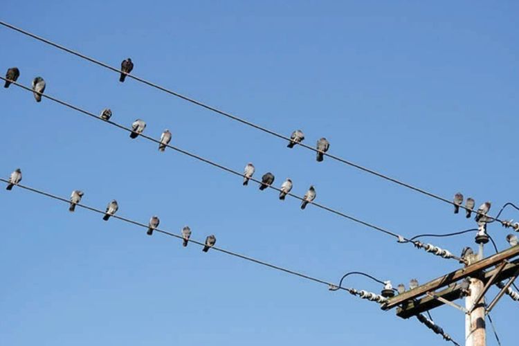 Suka Hinggap di Kabel Listrik, Mengapa Burung Tidak Kesetrum?