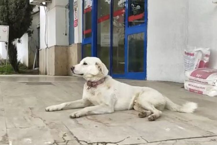 Pemiliknya Masuk Rumah Sakit, Anjing Ini Setia Menunggu Selama 2 Minggu