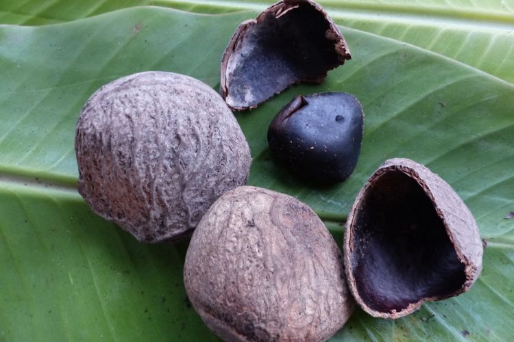 Kluwek, Buah Beracun yang Bisa Jadi Bumbu Masakan