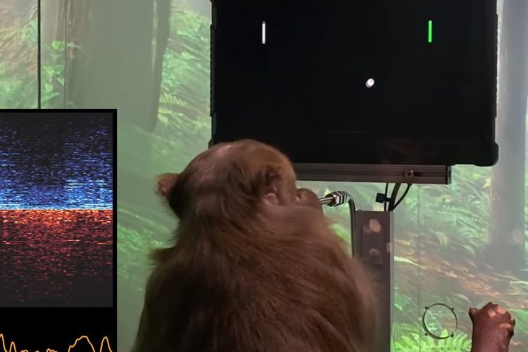 Memakai Chip Neuralink di Otak, Monyet Ini Mengontrol Video Gim Cuma Pakai Pikiran