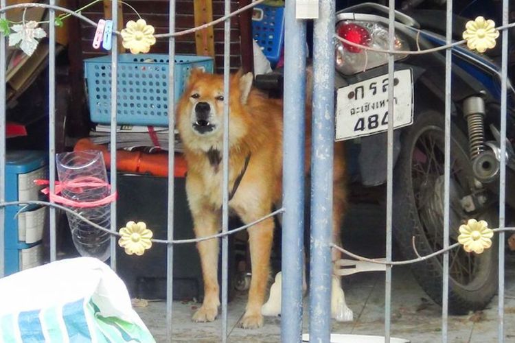 Tak Tahu Pemiliknya Meninggal karena Covid-19, Anjing Ini Setia Menunggu di Depan Rumah