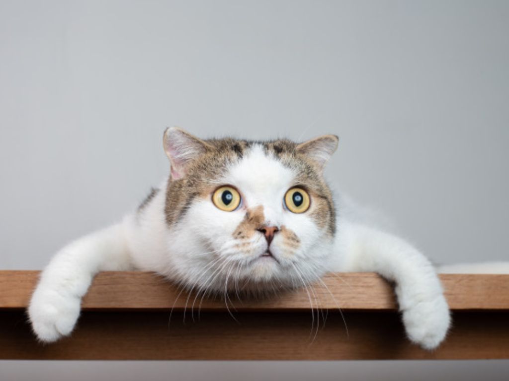 Makna di Balik Kucing Liar yang Datang ke Rumah: Pertanda atau Kebetulan?