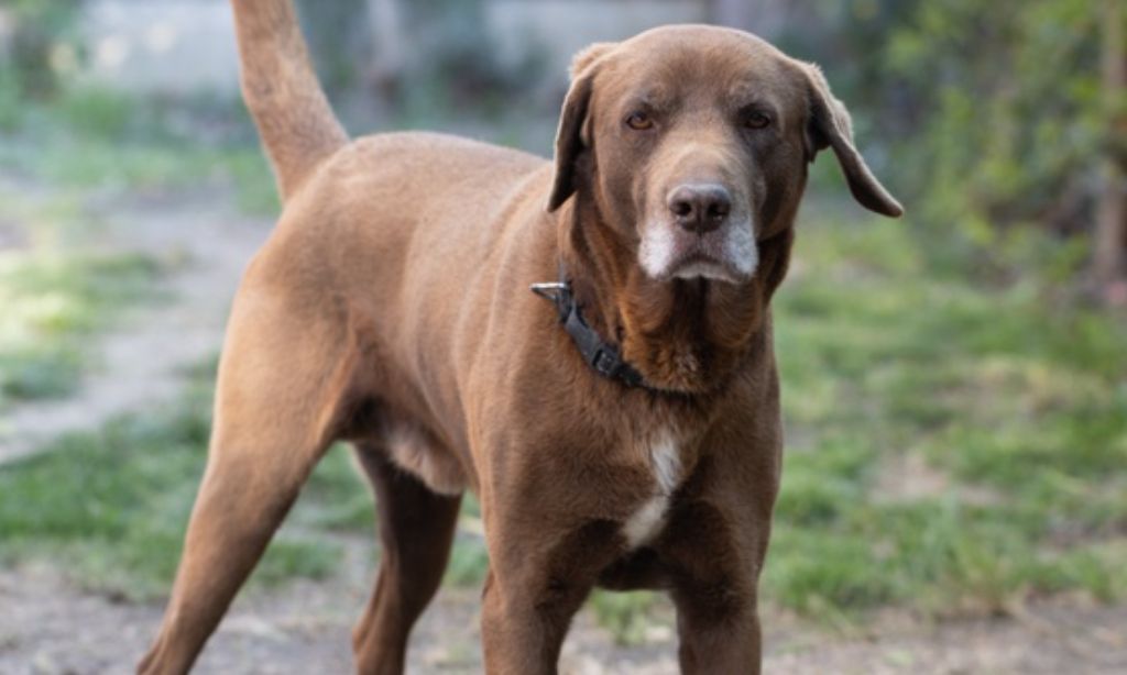 5 Arti Mimpi Dikejar Anjing Menurut Primbon Jawa, Jadi Pertanda Buruk?