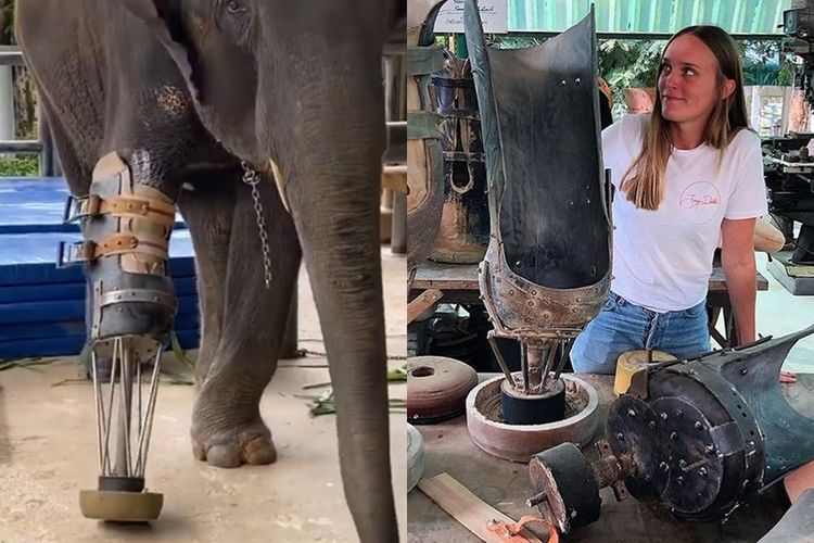 Dokter Hewan Ini Memberikan Kaki Prostetik ke Gajah yang Terluka Akibat Ranjau Darat