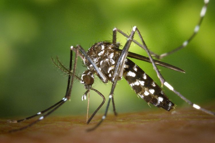 Peneliti Tengah Rancang Obat Baru untuk Hentikan Penyakit Malaria!
