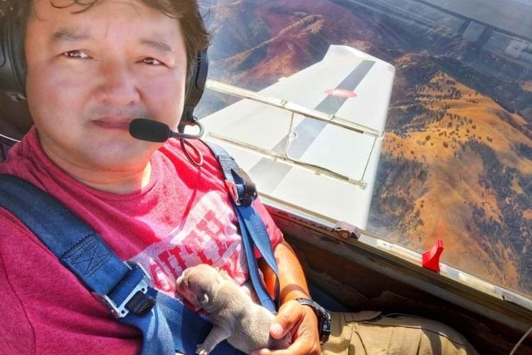 Seorang Pilot Menyelamatkan Anak Anjing Bulldog yang Baru Lahir dari Kebakaran Hutan
