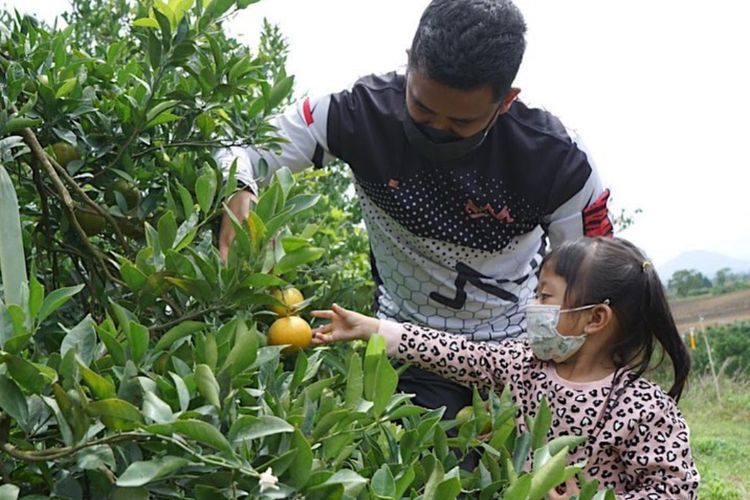 Petik Buah Jeruk di Kebun, Begini Cara Bobby Habiskan Waktu Akhir Pekan Bersama Anak