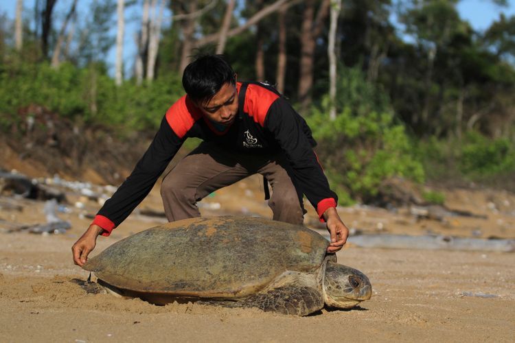 FOTO: Penyu Hijau di Pantai Paloh