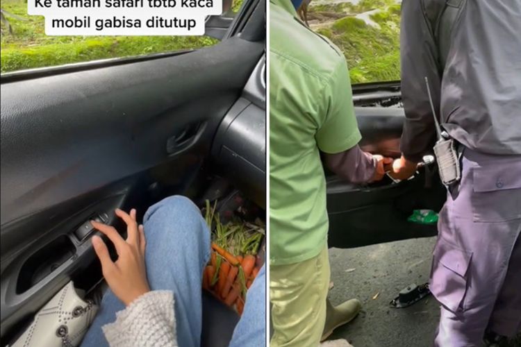 Lagi di Taman Safari Tapi Kaca Mobil Tak Bisa Tertutup, Netizen: Untung di Kandang Sapi