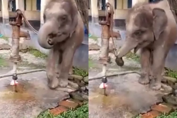 Video Bayi Gajah Minum Air dari Pompa Tangan Setelah Meniru Manusia, Aksinya Bikin Gemas