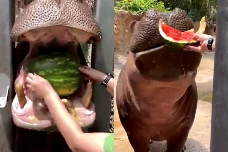 Video Lucu Kuda Nil saat Menikmati Semangka di Musim Panas, Aksinya Menggemaskan