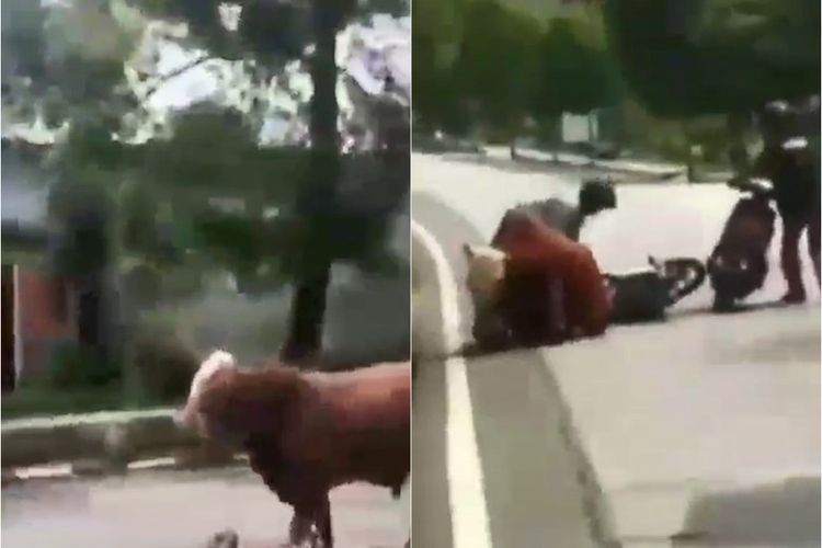 Waduh! Seekor Sapi Ngamuk di Jalan Raya Tuban Jatim, Seruduk Sejumlah Pengendara Motor