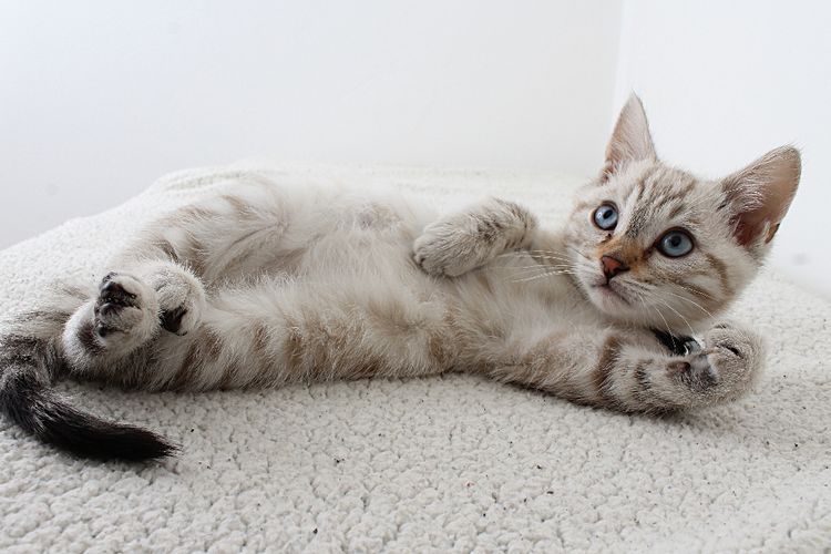 Di Australia Kucing Peliharaan Dilarang Keluar, Aturan Ini Demi Melindungi Satwa Liar