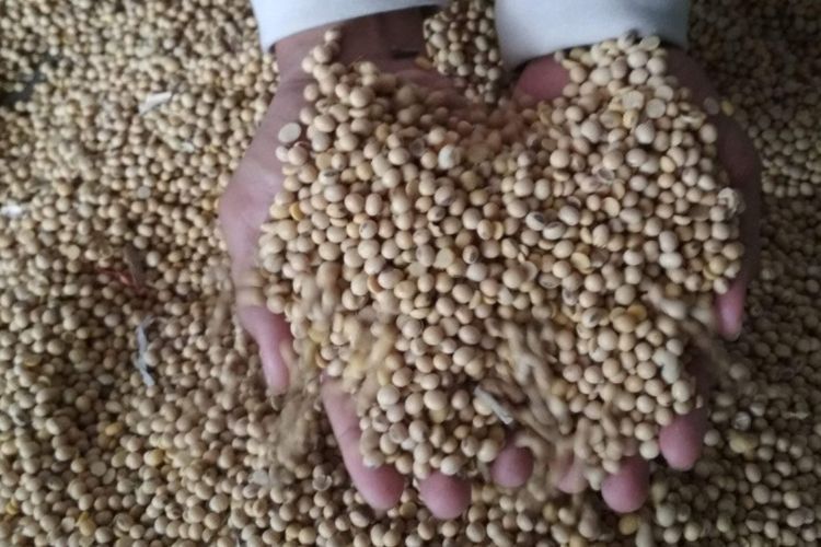 Meski Harga Turun, Permintaan Kedelai Impor di Kudus Masih Rendah