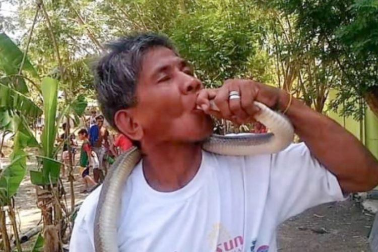 Pria yang Ngaku Kebal dengan Racun Ular Tewas Setelah Lidah Digigit Kobra saat Menciumnya