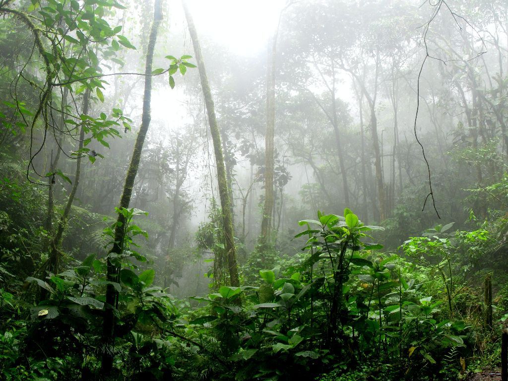 Wanita Amerika Ini Dirantai sang Suami di Hutan India, Tulis Pesan Pilu!