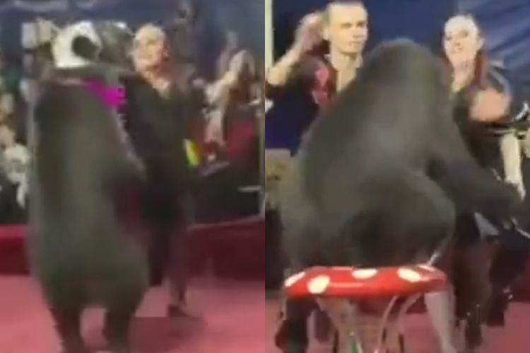Detik-detik Mencekam, Beruang Sirkus Justru Menyerang Pelatih Wanita saat Pertunjukkan