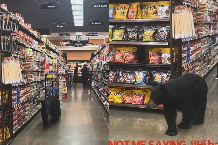 Viral Seekor Beruang Masuk ke Supermarket, Bikin Warga Panik