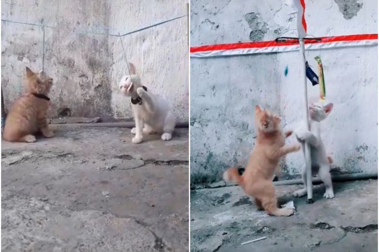  Aksi Dua Anak Kucing Lomba 17-an, Panjat Tiang dan Makan Kerupuk, Bikin Gemas