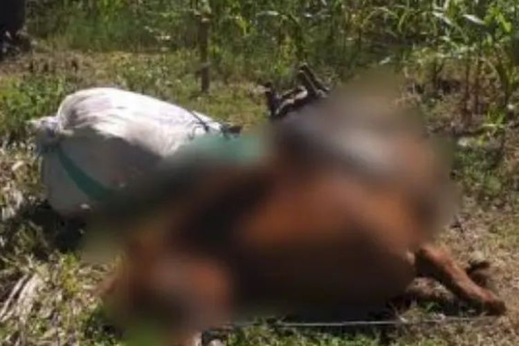 Mengenaskan! Petani dan 2 Kudanya Tewas Tersengat Perangkap Babi, Jatuh ke Kawat Penjerat