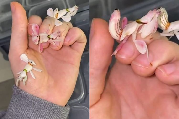 Dikira Bunga, Ternyata Pria Ini Bermain dengan Serangga yang Cantik dan Unik