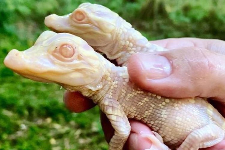 Kejadian Langka, 2 Aligator Albino Menetas di Kebun Binatang Kenansvill, Florida!