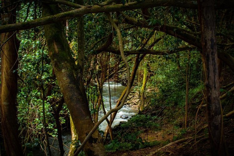 Suku-suku Serukan Hutan Amazon Dilindungi dalam Kongres Internasional