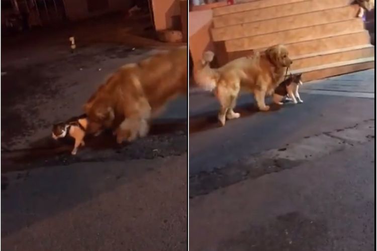 Momen Anjing yang Pisahkan Kucing yang Hendak Berkelahi, Bikin Netizen Gemas