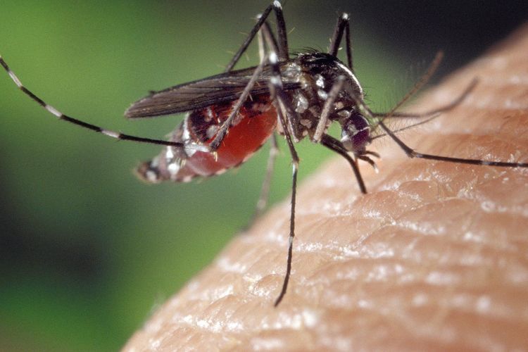 Selamatkan Umat Manusia, Ilmuwan Berhasil Bikin Nyamuk Menjadi 'Buta'