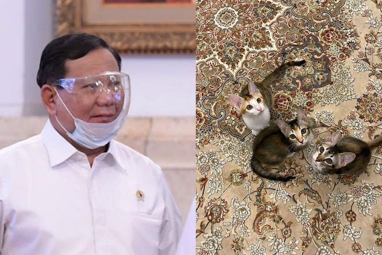 Prabowo Pamer 3 Kucing yang Baru Diadopsi, Netizen Pertanyakan Bagaimana Kabar Bobby