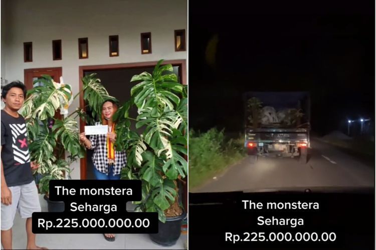 Viral Tanaman Hias Monstera Variegata Laku Terjual Rp225 Juta, Bikin Netizen Melongo